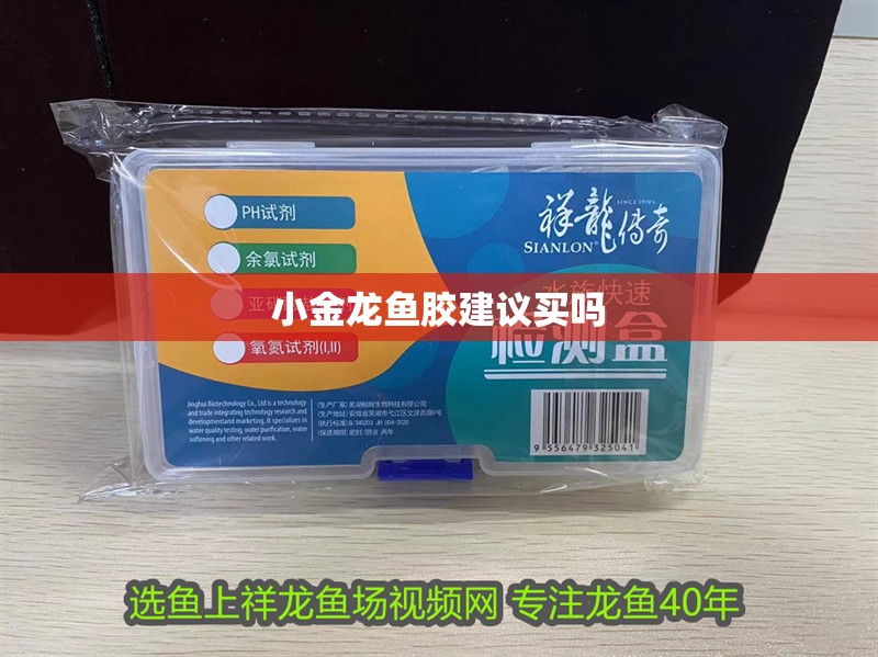 小金龍魚膠建議買嗎