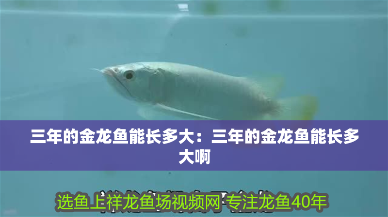 三年的金龍魚能長多大：三年的金龍魚能長多大啊