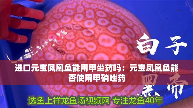 進口元寶鳳凰魚能用甲坐藥嗎：元寶鳳凰魚能否使用甲硝唑藥 進口元寶鳳凰魚能用甲坐藥嗎：元寶鳳凰魚能否使用甲硝唑藥 元寶鳳凰魚百科 第1張