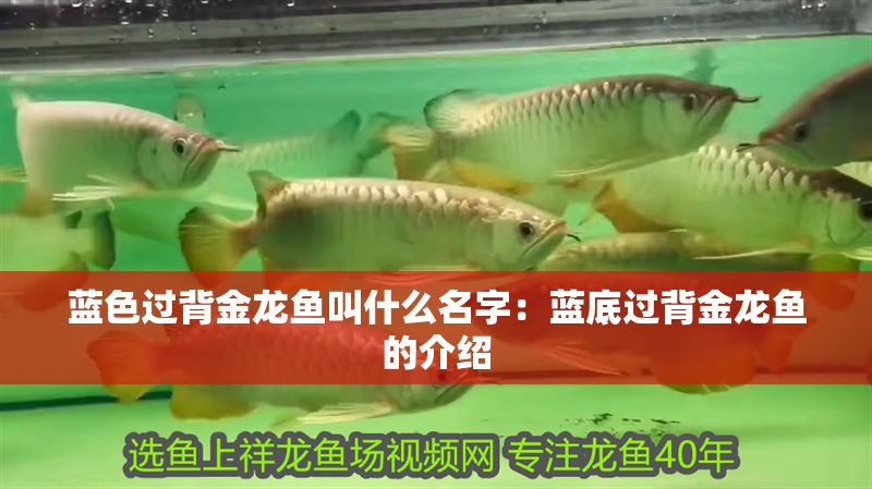 藍色過背金龍魚叫什么名字：藍底過背金龍魚的介紹 藍色過背金龍魚叫什么名字：藍底過背金龍魚的介紹 金龍魚百科 第1張