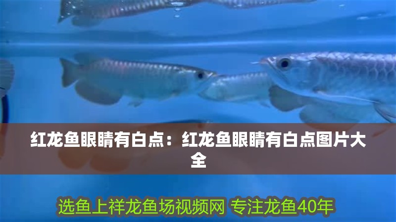 紅龍魚眼睛有白點：紅龍魚眼睛有白點圖片大全