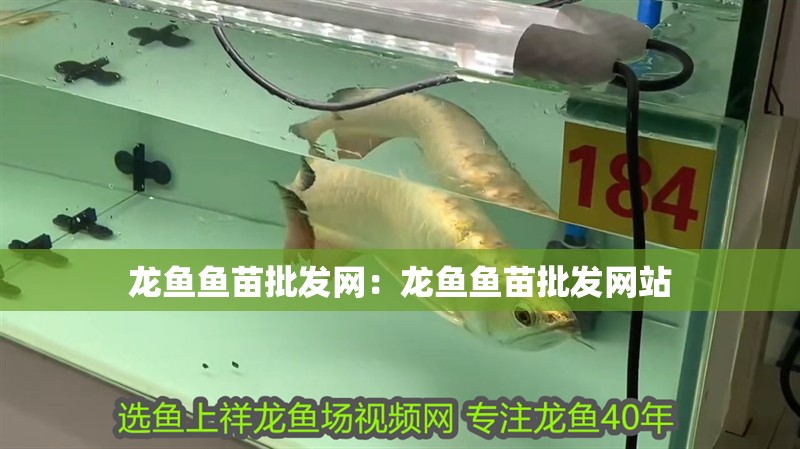 龍魚魚苗批發網：龍魚魚苗批發網站