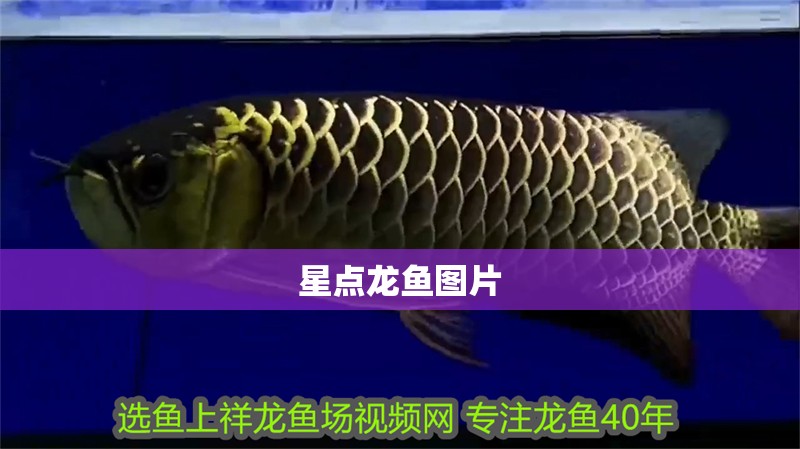 星點龍魚圖片