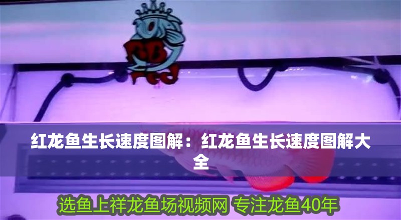 紅龍魚生長速度圖解：紅龍魚生長速度圖解大全