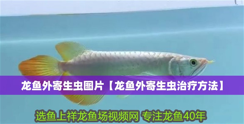 龍魚外寄生蟲圖片【龍魚外寄生蟲治療方法】