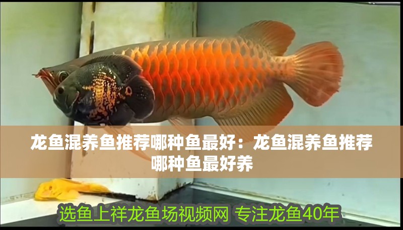 龍魚混養魚推薦哪種魚最好：龍魚混養魚推薦哪種魚最好養