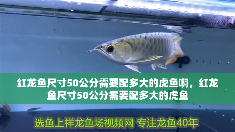 紅龍魚尺寸50公分需要配多大的虎魚啊，紅龍魚尺寸50公分需要配多大的虎魚