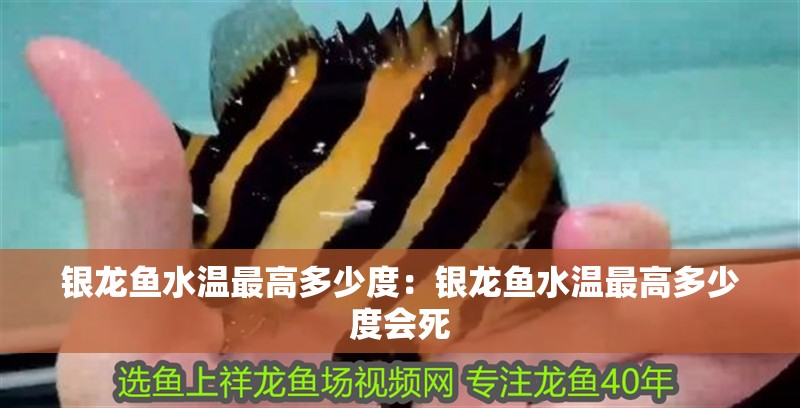 銀龍魚水溫最高多少度：銀龍魚水溫最高多少度會死 銀龍魚水溫最高多少度：銀龍魚水溫最高多少度會死 水族問答