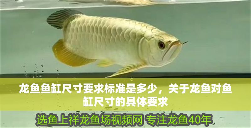 龍魚魚缸尺寸要求標準是多少，關于龍魚對魚缸尺寸的具體要求