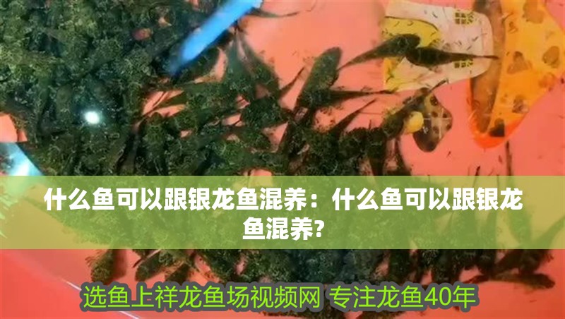 什么魚可以跟銀龍魚混養:什么魚可以跟銀龍魚混養? 水族問答 什么魚可以跟銀龍魚混養:什么魚可以跟銀龍魚混養? 什么魚可以跟銀龍魚混養:什么魚可以跟銀龍魚混養? 水族問答