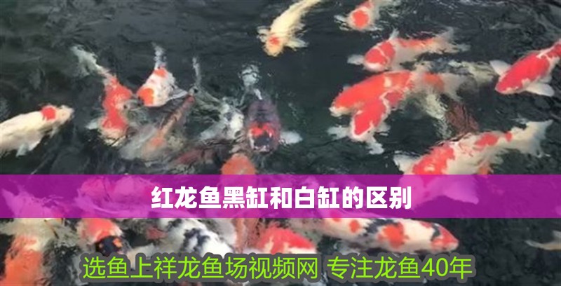 紅龍魚黑缸和白缸的區別 紅龍魚黑缸和白缸的區別 龍魚百科 第1張