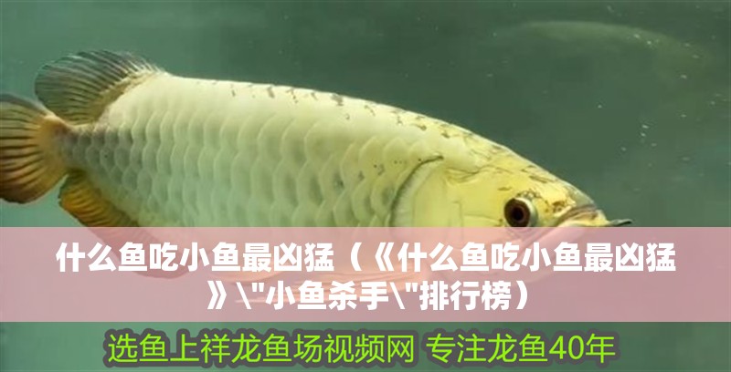 什么魚(yú)吃小魚(yú)最兇猛（《什么魚(yú)吃小魚(yú)最兇猛》\
