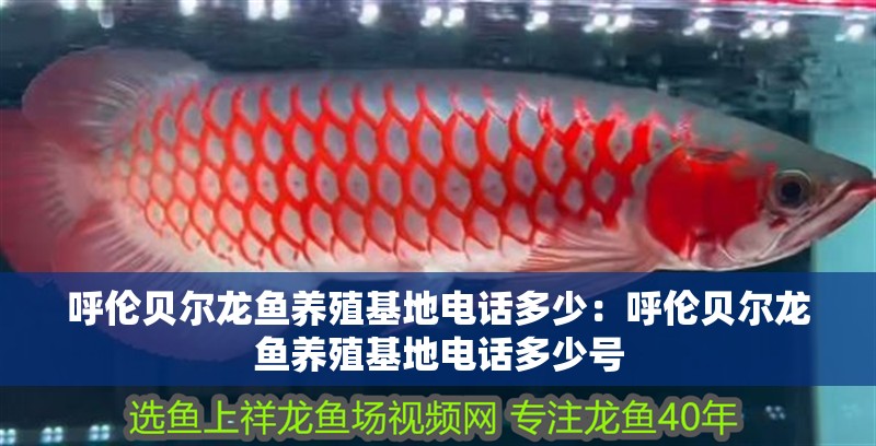 呼倫貝爾龍魚養殖基地電話多少：呼倫貝爾龍魚養殖基地電話多少號