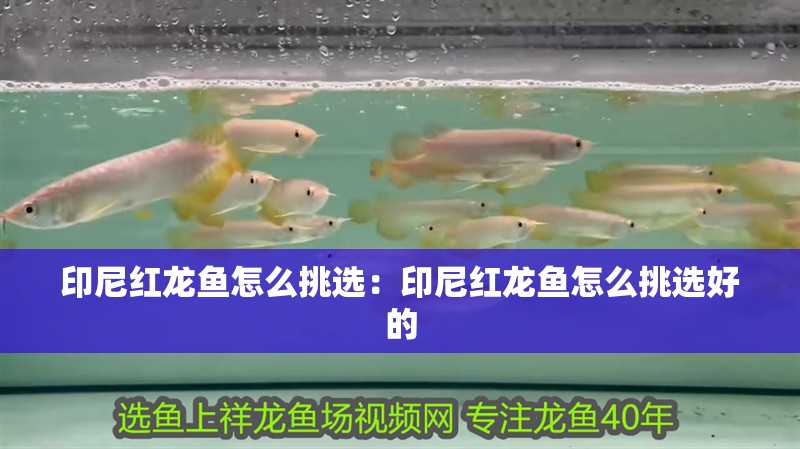 印尼紅龍魚怎么挑選：印尼紅龍魚怎么挑選好的