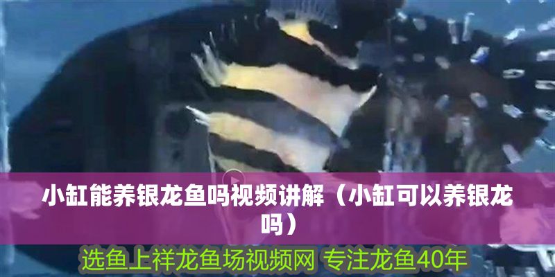 小缸能養銀龍魚嗎視頻講解（小缸可以養銀龍嗎）