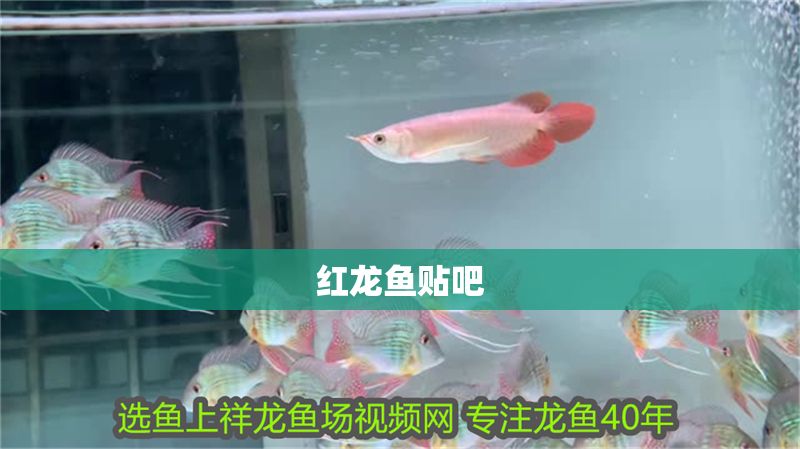 紅龍魚(yú)貼吧
