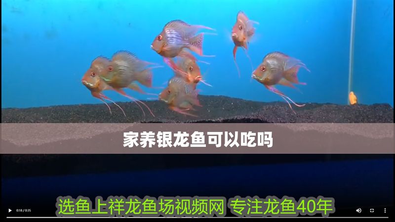 家養銀龍魚可以吃嗎