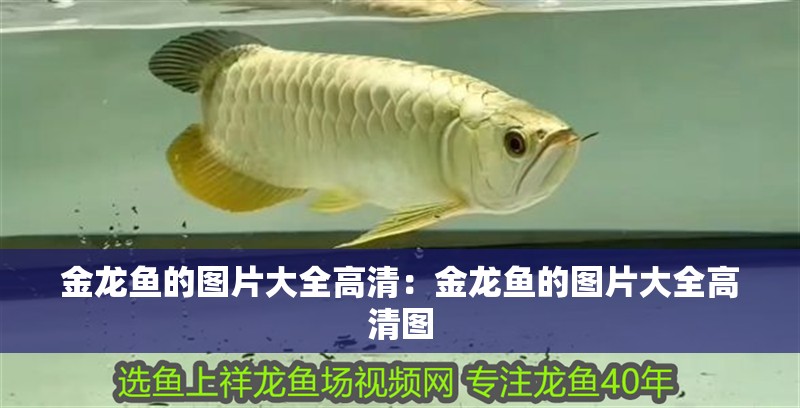 什么紅龍魚最好看又好養又好看(什么品種的紅龍魚最好看)