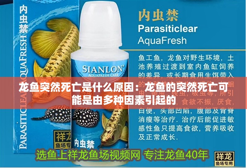 龍魚突然死亡是什么原因：龍魚的突然死亡可能是由多種因素引起的 龍魚突然死亡是什么原因：龍魚的突然死亡可能是由多種因素引起的 龍魚百科