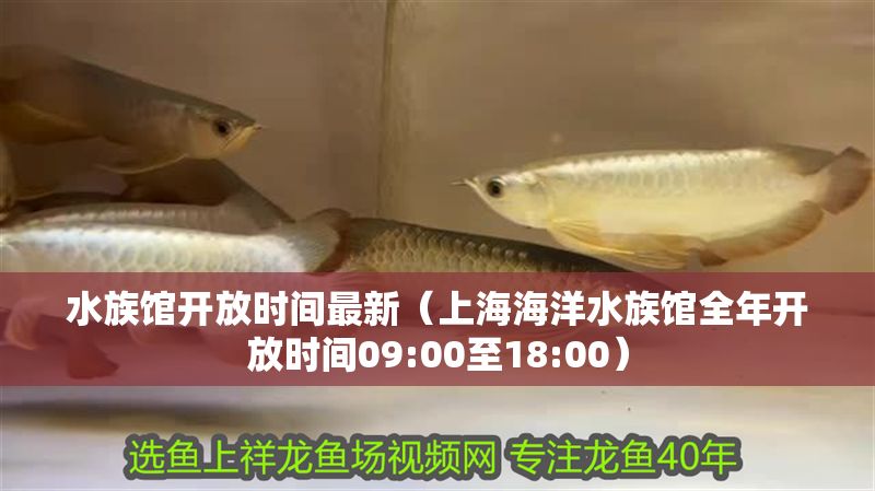 水族館開放時間最新（上海海洋水族館全年開放時間09:00至18:00） 水族館開放時間最新（上海海洋水族館全年開放時間09:00至18:00） 水族館百科（水族館加盟） 第1張