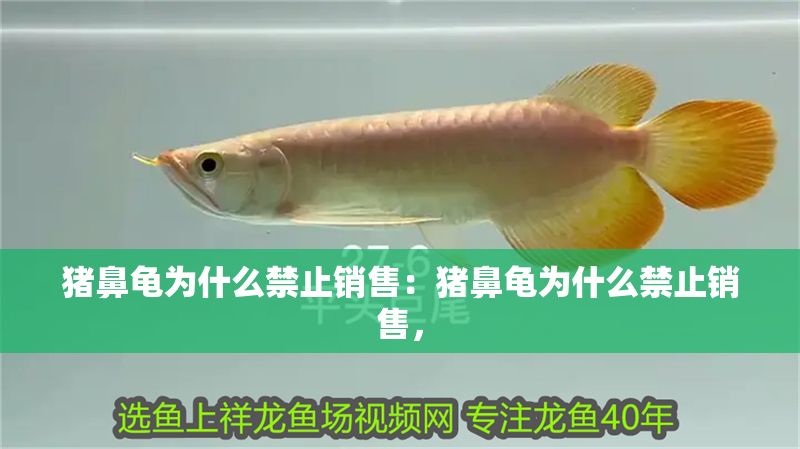 豬鼻龜為什么禁止銷售：豬鼻龜為什么禁止銷售，