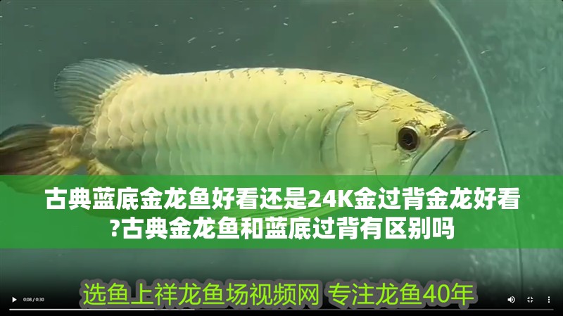 古典藍底金龍魚好看還是24K金過背金龍好看?古典金龍魚和藍底過背有區(qū)別嗎