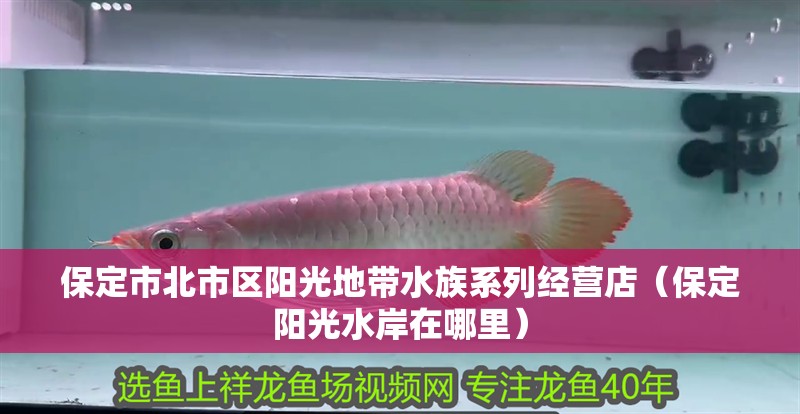 保定市北市區(qū)陽光地帶水族系列經(jīng)營店（保定陽光水岸在哪里）