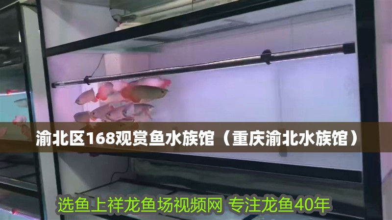 渝北區(qū)168觀賞魚水族館(重慶渝北水族館) 全國(guó)水族館企業(yè)名錄 第2張 渝北區(qū)168觀賞魚水族館(重慶渝北水族館) 渝北區(qū)168觀賞魚水族館(重慶渝北水族館) 全國(guó)水族館企業(yè)名錄 第2張