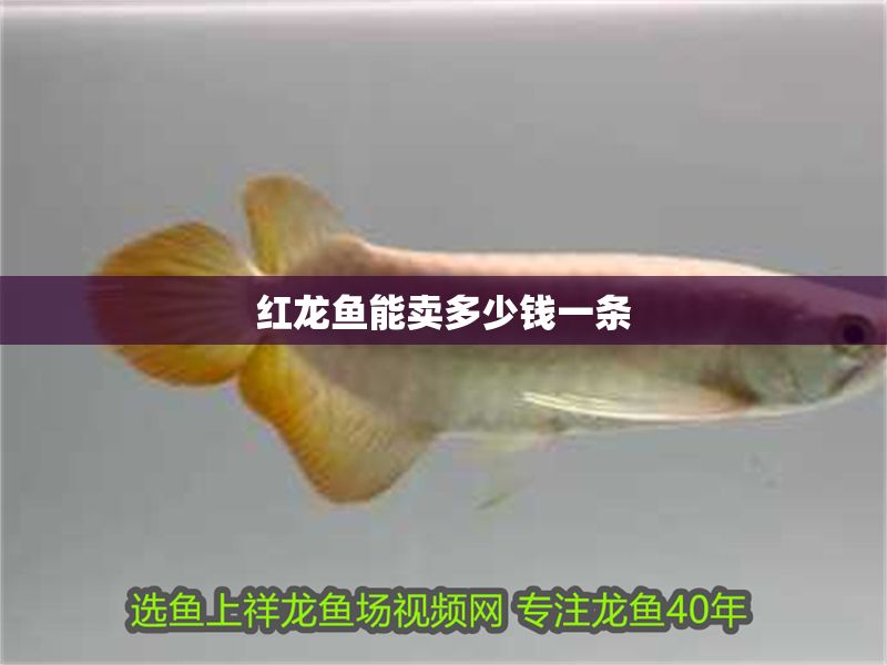 紅龍魚(yú)能賣多少錢一條