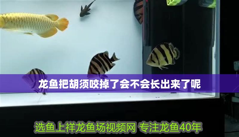 龍魚把胡須咬掉了會不會長出來了呢