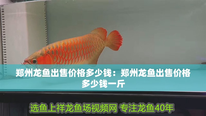 鄭州龍魚(yú)出售價(jià)格多少錢：鄭州龍魚(yú)出售價(jià)格多少錢一斤