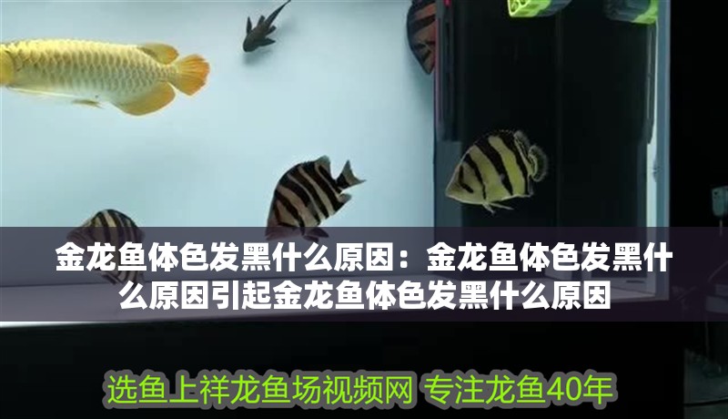 金龍魚體色發(fā)黑什么原因：金龍魚體色發(fā)黑什么原因引起金龍魚體色發(fā)黑什么原因