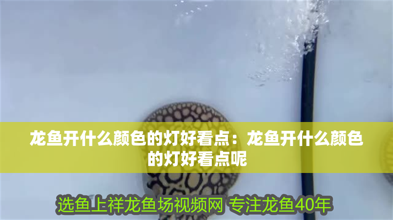 龍魚開什么顏色的燈好看點：龍魚開什么顏色的燈好看點呢