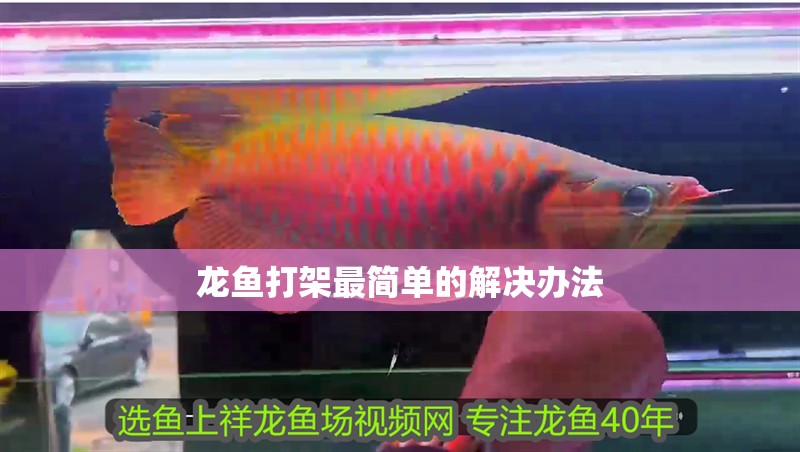 龍魚打架最簡單的解決辦法