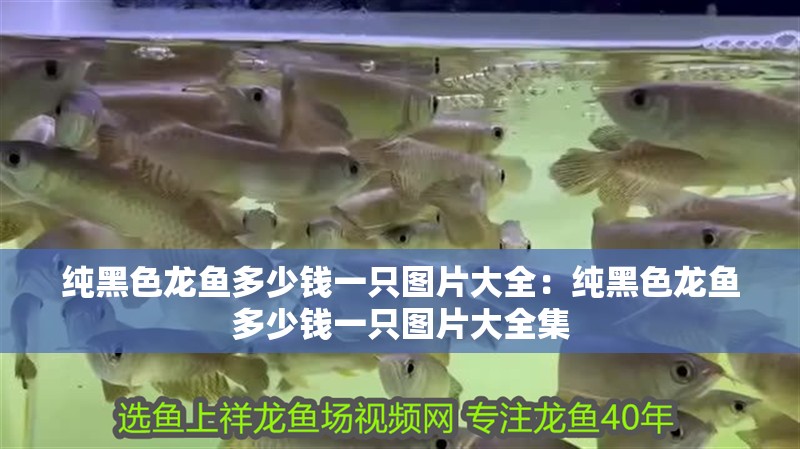 純黑色龍魚多少錢一只圖片大全：純黑色龍魚多少錢一只圖片大全集