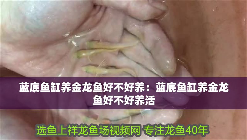 藍底魚缸養金龍魚好不好養：藍底魚缸養金龍魚好不好養活