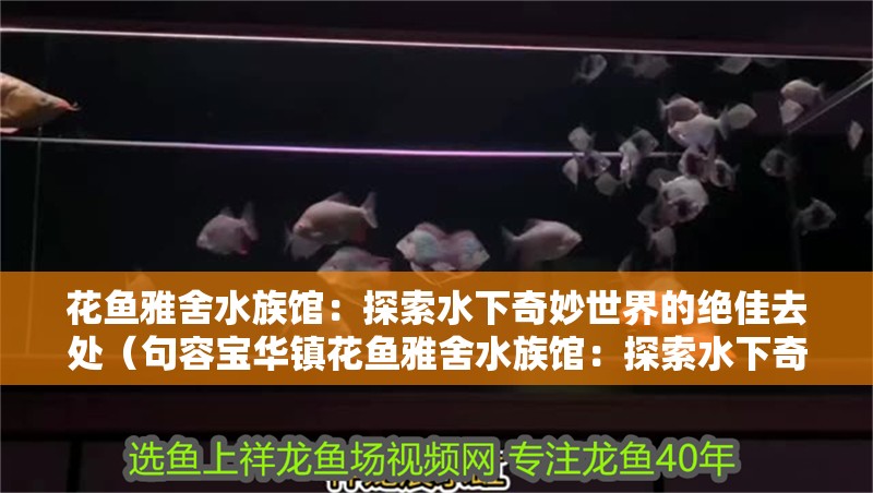 花魚雅舍水族館：探索水下奇妙世界的絕佳去處（句容寶華鎮(zhèn)花魚雅舍水族館：探索水下奇妙世界的絕佳去處）