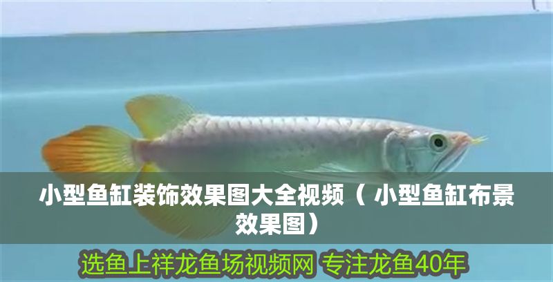 小型魚(yú)缸裝飾效果圖大全視頻（ 小型魚(yú)缸布景效果圖） 小型魚(yú)缸裝飾效果圖大全視頻（ 小型魚(yú)缸布景效果圖） 豬鼻龜百科 第1張