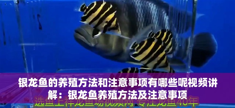 銀龍魚的養(yǎng)殖方法和注意事項有哪些呢視頻講解：銀龍魚養(yǎng)殖方法及注意事項