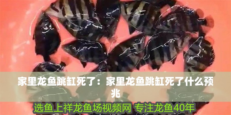家里龍魚跳缸死了：家里龍魚跳缸死了什么預(yù)兆