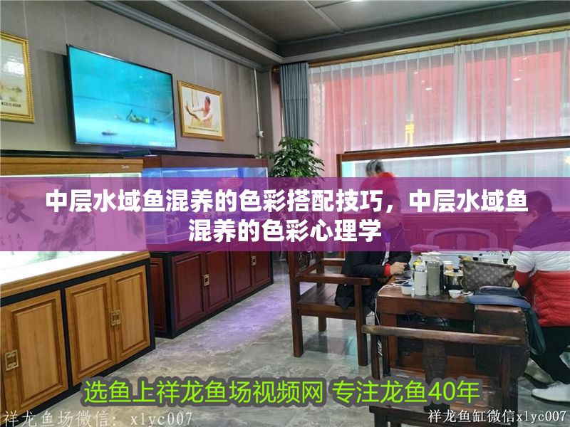 中層水域魚混養的色彩搭配技巧，中層水域魚混養的色彩心理學