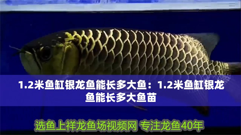 1.2米魚(yú)缸銀龍魚(yú)能長(zhǎng)多大魚(yú)：1.2米魚(yú)缸銀龍魚(yú)能長(zhǎng)多大魚(yú)苗