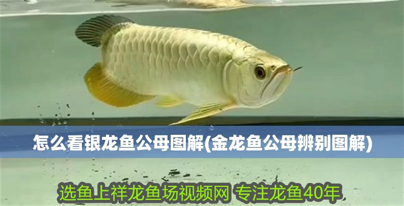 怎么看銀龍魚公母圖解(金龍魚公母辨別圖解)