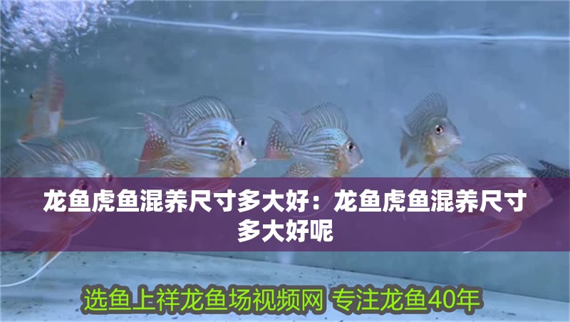 龍魚虎魚混養(yǎng)尺寸多大好：龍魚虎魚混養(yǎng)尺寸多大好呢