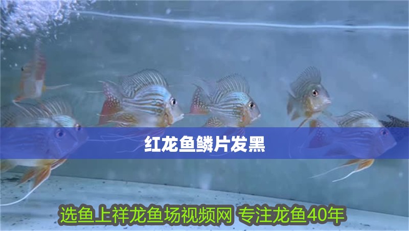 紅龍魚鱗片發黑