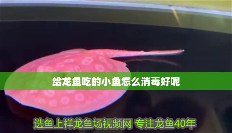 給龍魚吃的小魚怎么消毒好呢 給龍魚吃的小魚怎么消毒好呢 龍魚百科 第2張