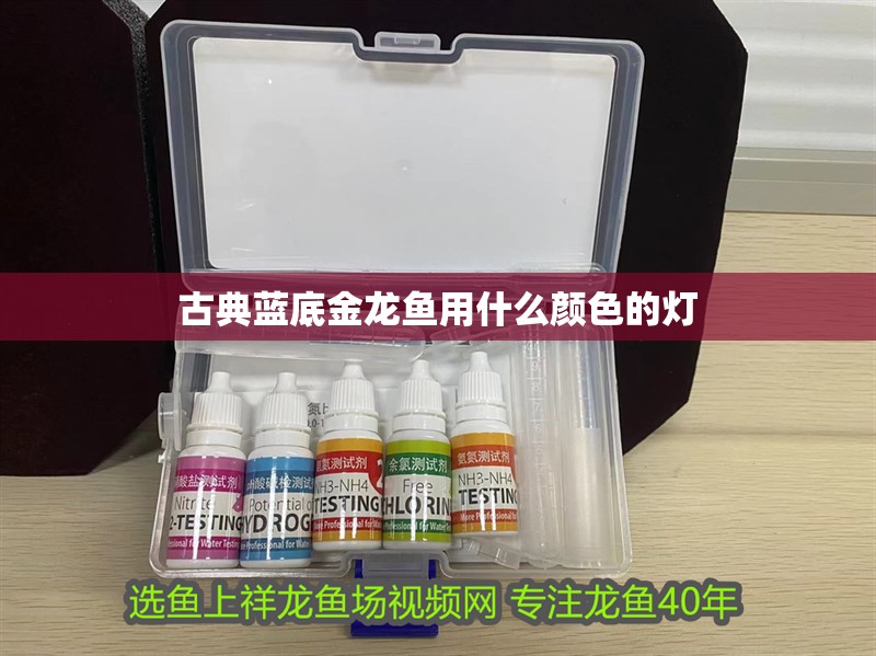 古典藍底金龍魚用什么顏色的燈
