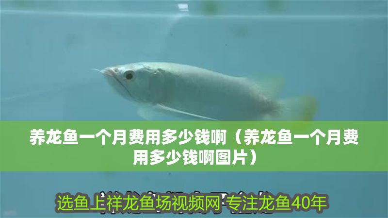 養(yǎng)龍魚一個月費用多少錢啊（養(yǎng)龍魚一個月費用多少錢啊圖片）