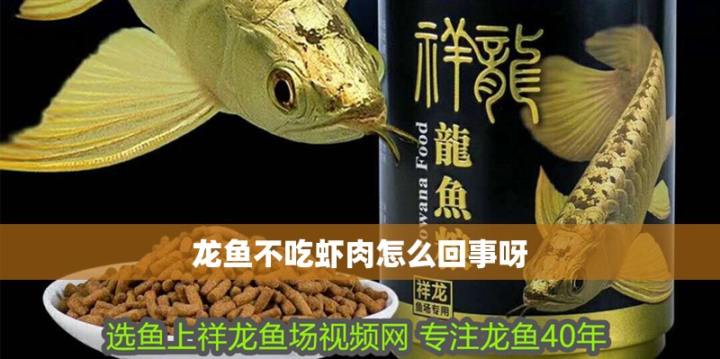 龍魚不吃蝦肉怎么回事呀