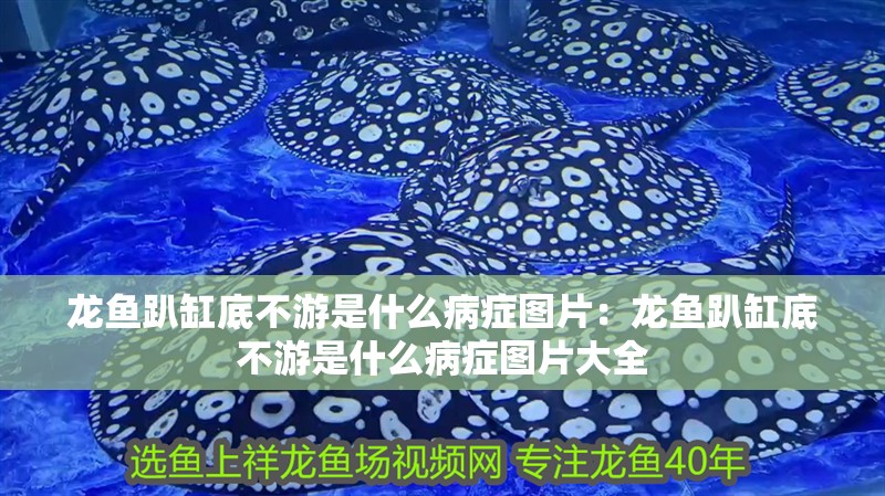 龍魚趴缸底不游是什么病癥圖片：龍魚趴缸底不游是什么病癥圖片大全